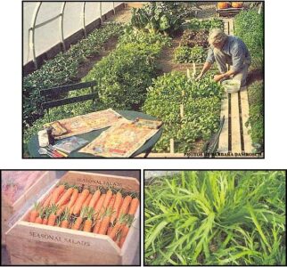 Tips for Year Round Gardening Success Image